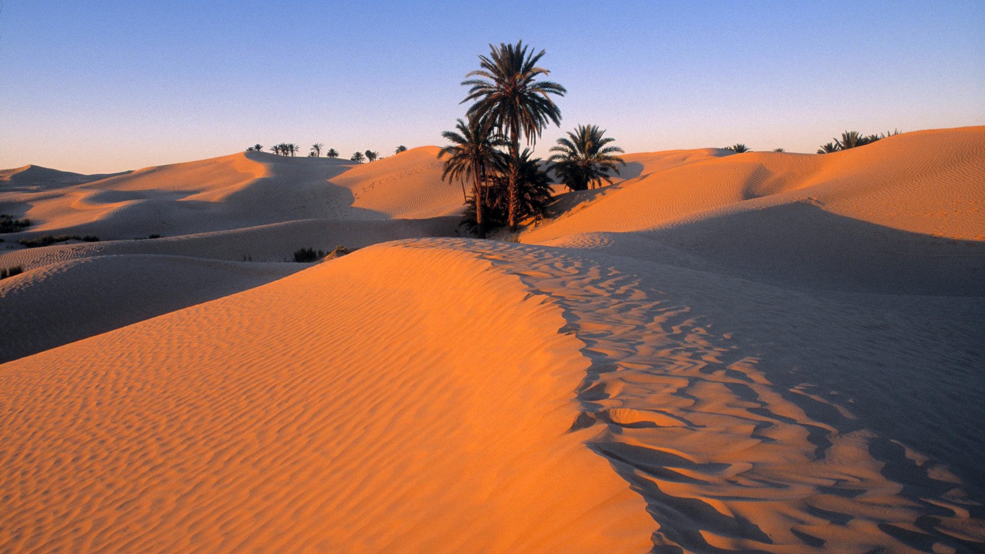 Desert Landscape